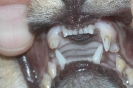 Zahnfraktur Hund mit Plombe